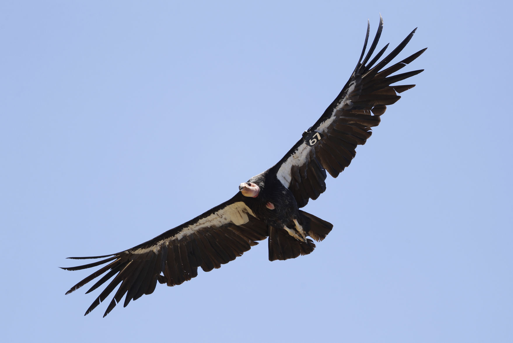 Return of the Condor